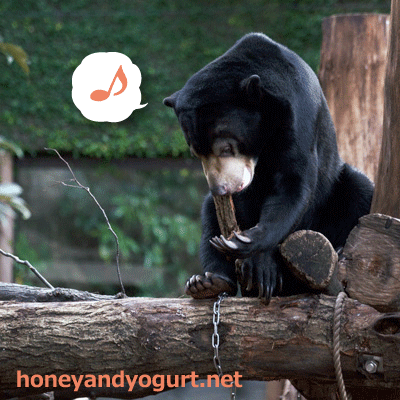 上野動物園　マレーグマ　フジ