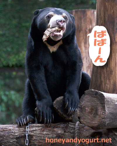 上野動物園　マレーグマ　フジ