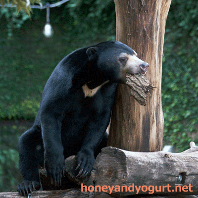 上野動物園　マレーグマ　フジ