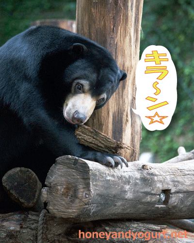上野動物園　マレーグマ　フジ