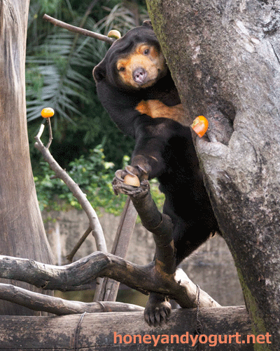 上野動物園　マレーグマ　キョウコ