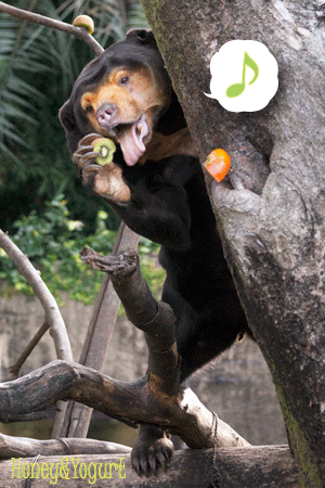 上野動物園　マレーグマ　キョウコ