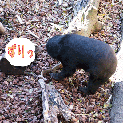 上野動物園　マレーグマ　モモコ