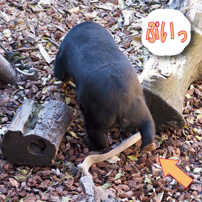 上野動物園　マレーグマ舎