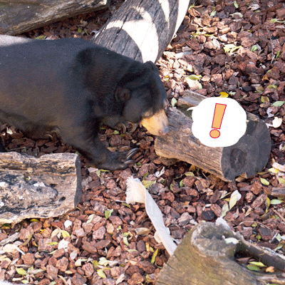 上野動物園　マレーグマ　モモコ