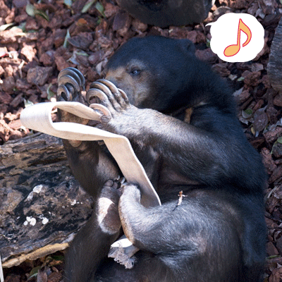 上野動物園　マレーグマ　モモコ