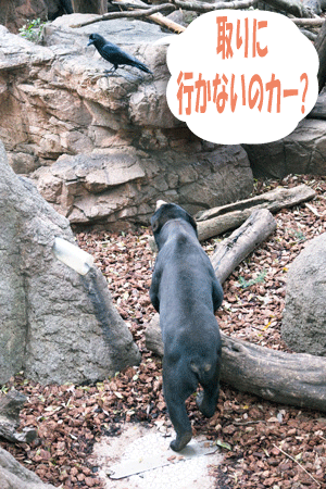 上野動物園 マレーグマ アズマ