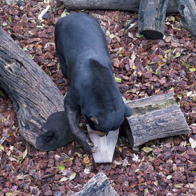 上野動物園 マレーグマ アズマ