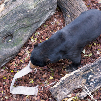 上野動物園 マレーグマ アズマ