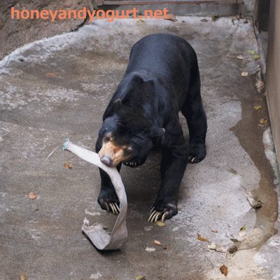上野動物園 マレーグマ アズマ