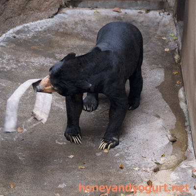 上野動物園 マレーグマ アズマ