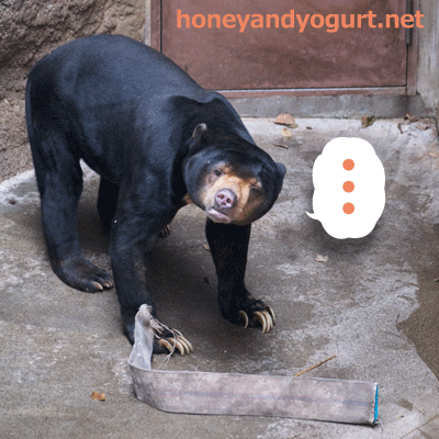 上野動物園 マレーグマ アズマ