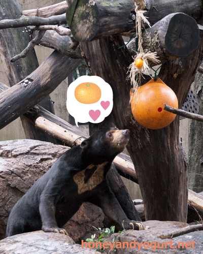 上野動物園　マレーグマ　アズマ