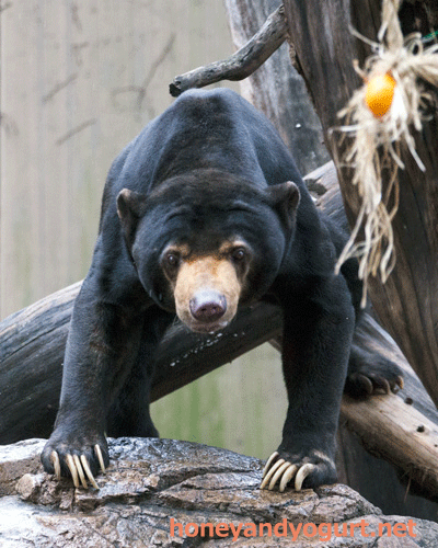 上野動物園　マレーグマ　アズマ