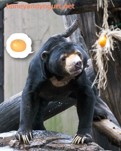 上野動物園　マレーグマ　アズマ