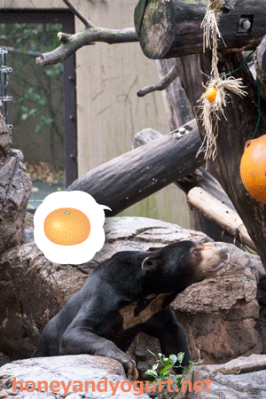 上野動物園　マレーグマ　アズマ