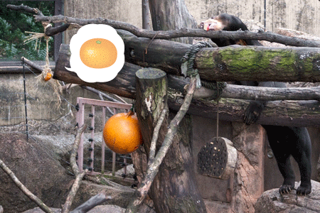 上野動物園　マレーグマ　アズマ