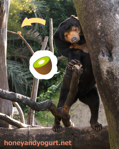 上野動物園　マレーグマ　キョウコ