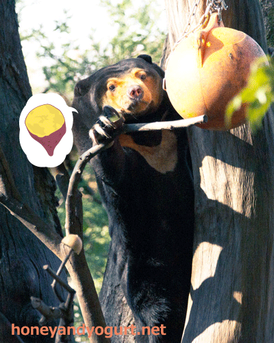上野動物園　マレーグマ　キョウコ