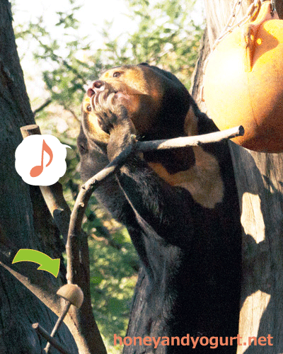 上野動物園　マレーグマ　キョウコ