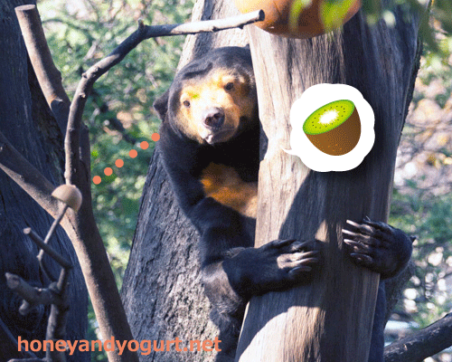 上野動物園　マレーグマ　キョウコ