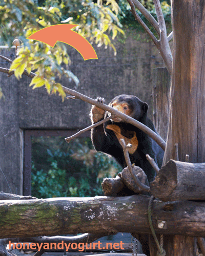 上野動物園　マレーグマ　キョウコ