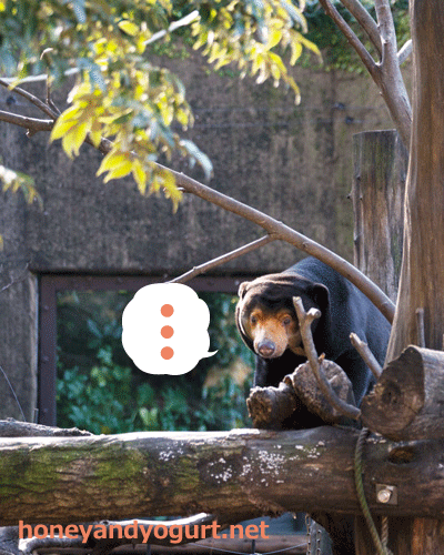 上野動物園　マレーグマ　キョウコ