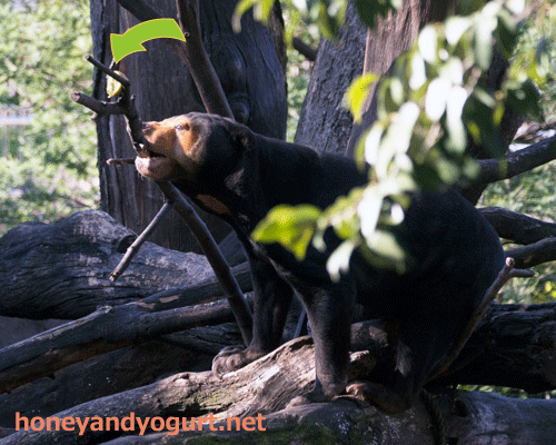 上野動物園　マレーグマ　キョウコ