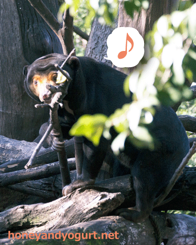 上野動物園　マレーグマ　キョウコ