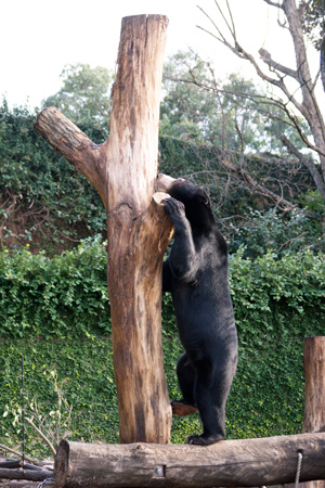 上野動物園　マレーグマ　フジ