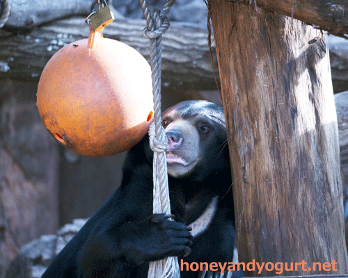 上野動物園　マレーグマ　フジ