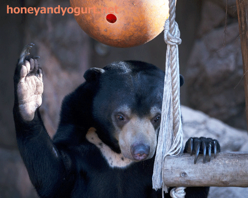 上野動物園　マレーグマ　フジ