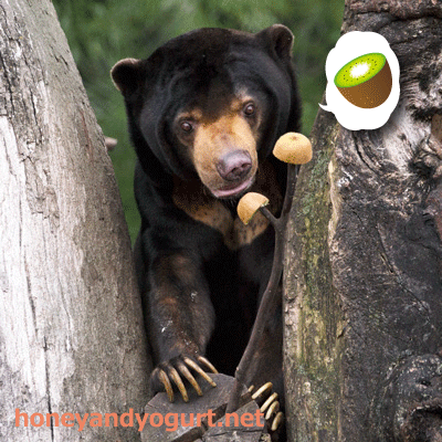 上野動物園　マレーグマ　アズマ