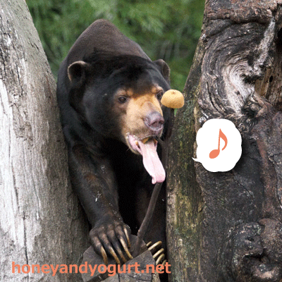 上野動物園　マレーグマ　アズマ
