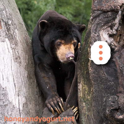上野動物園　マレーグマ　アズマ