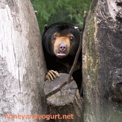 上野動物園　マレーグマ　アズマ