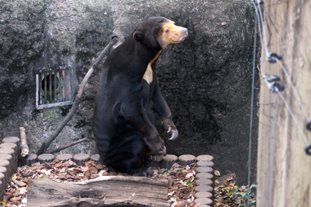 上野動物園　マレーグマ　キョウコ