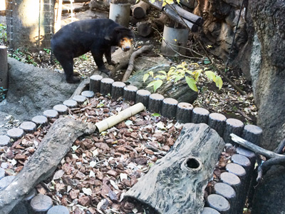 上野動物園　マレーグマ　キョウコ