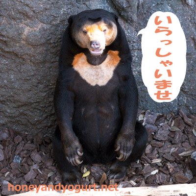 上野動物園　マレーグマ　キョウコ