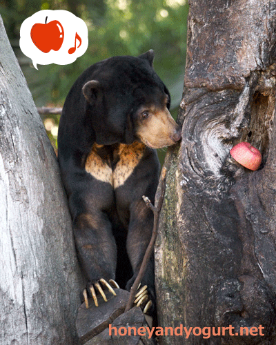 上野動物園 マレーグマ アズマ