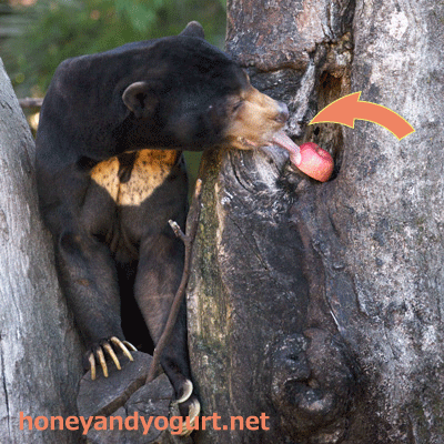 上野動物園 マレーグマ アズマ