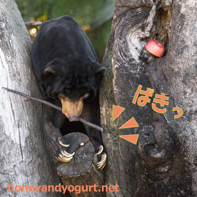 上野動物園 マレーグマ アズマ