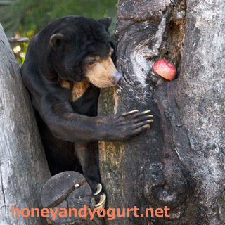 上野動物園 マレーグマ アズマ