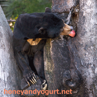 上野動物園 マレーグマ アズマ