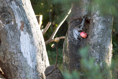 上野動物園 マレーグマ舎