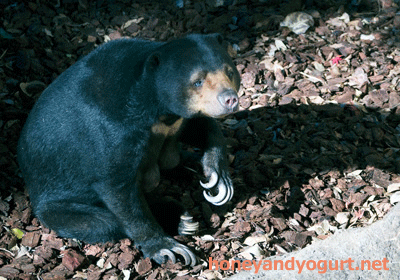 上野動物園 マレーグマ モモコ