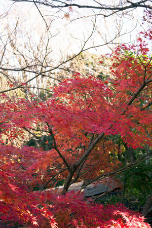 上野動物園 園内 紅葉