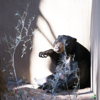 上野動物園 マレーグマ モモコ