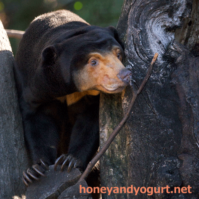 上野動物園　マレーグマ　キョウコ