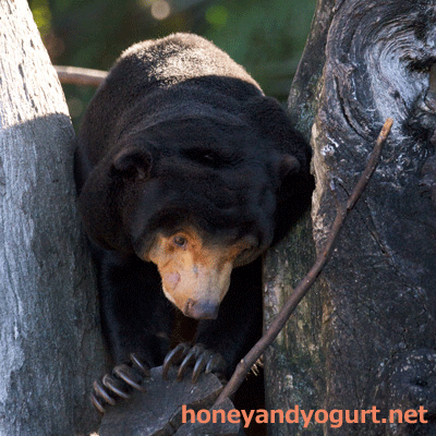 上野動物園　マレーグマ　キョウコ